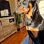 April a rejoint le concours — aidez-le/la à gagner de superbes lots ! rottweiler, dog, pet, indoor, living_room, wooden_floor, wooden_cabinet, plant, television, blanket, sunlight, shadow, fur, black_and_tan, sitting, portrait, animal, home, cozy, relaxed