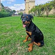 April participe au concours pour gagner de l'argent avec cette photo : rottweiler, puppy, dog, grass, greenery, tower, stone_building, sky, clouds, outdoor, garden, plants, happy, tongue_out, smiling, nature, cute, pet, animal, daytime