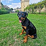 rottweiler, puppy, dog, grass, greenery, tower, stone_building, sky, clouds, outdoor, garden, plants, happy, tongue_out, smiling, nature, cute, pet, animal, daytime