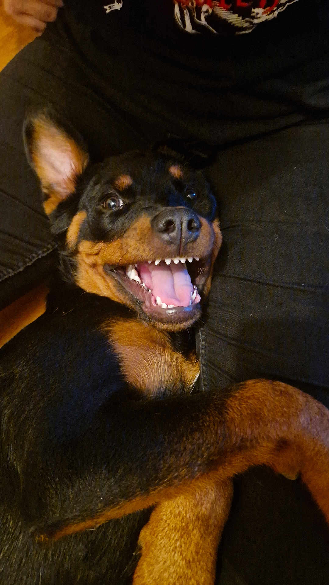 April participe au concours pour gagner de l'argent avec cette photo : dog, canine, pet, smiling, happy, teeth, tongue, black_fur, brown_fur, close_up, snuggling, cuddle, animal, mammal, friendship, companion, indoor, relaxed, cute, playful