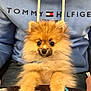 dog, puppy, pomeranian, fluffy, cute, pet, animal, brown_fur, small, indoor, person, clothing, hoodie, table, sitting, face, eyes, paws, furry, portrait