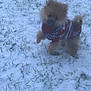Azur a rejoint le concours — aidez-le/la à gagner de superbes lots ! dog, small_dog, pomeranian, snow, grass, outdoor, pet, animal, winter, sweater, cute, fur, canine, cold, playful, standing, nature, adorable, fluffy, walking