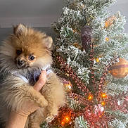 Azur a rejoint le concours — aidez-le/la à gagner de superbes lots ! dog, puppy, pomeranian, hand, christmas_tree, ornament, holiday, decoration, lights, indoor, frosted_tree, festive, fluffy, cute, pet, warm_lighting, celebration, seasonal, greenery, sparkle