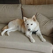 Daisy joined the competition — help win amazing prizes! dog, couch, indoor, pet, relaxed, fur, beige, wooden_wall, pillow, floor, domestic_animal, canine, laying_down, companion, household, mammal, fur_texture, resting, indoor_lighting, animal