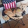 Daisy is registered to the contest to win money with this photo: dog, chair, american_flag, patriotic, porch, wooden_floor, relaxed, fur, pet, leash, harness, paw, ears, tail, outdoor, sunlight, resting, domestic_animal, animal, canine