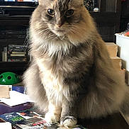 Smudge is registered to the contest to win money with this photo: cat, fluffy_cat, long_hair, paws, whiskers, green_eyes, sitting, table, magazine, snack, living_room, indoor, furniture, tv, entertainment_center, close_up, portrait, domestic_pet, cozy, home