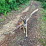 dog, stick, forest, trail, dirt_path, greenery, trees, leaves, outdoor, nature, canine, playful, animal, pet, brown_dog, ears_up, alert, walking_path, woods, daylight