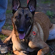 Utah participe au concours pour gagner de l'argent avec cette photo : dog, belgian_malinois, animal, pet, grass, leash, collar, tag, outdoor, person, shoes, tongue_out, brown_fur, black_muzzle, ears_up, lying_down, nature, daylight, closeup, alert