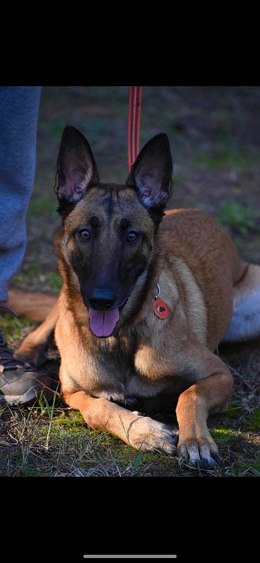 Utah participe au concours pour gagner de l'argent avec cette photo : dog, belgian_malinois, animal, pet, grass, leash, collar, tag, outdoor, person, shoes, tongue_out, brown_fur, black_muzzle, ears_up, lying_down, nature, daylight, closeup, alert