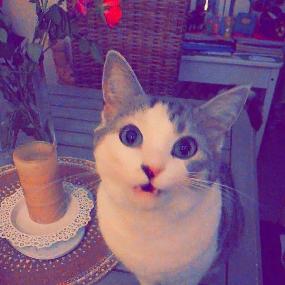 Damso a rejoint le concours — aidez-le/la à gagner de superbes lots ! art, carnivore, cat, cup, domestic_short_haired_cat, door, drinkware, eye, felidae, fur, paw, plant, serveware, small_to_medium_sized_cats, snout, tail, tree, whiskers, window, wood