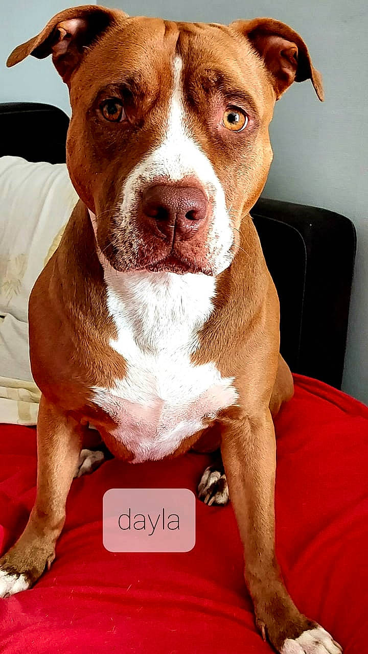 Dayla participe au concours pour gagner de l'argent avec cette photo : carnivore, companion_dog, dog, dog_breed, dog_collar, fawn, fur, liver, non_sporting_group, pet_supply, photography, snout, sporting_group, whiskers, working_animal, working_dog