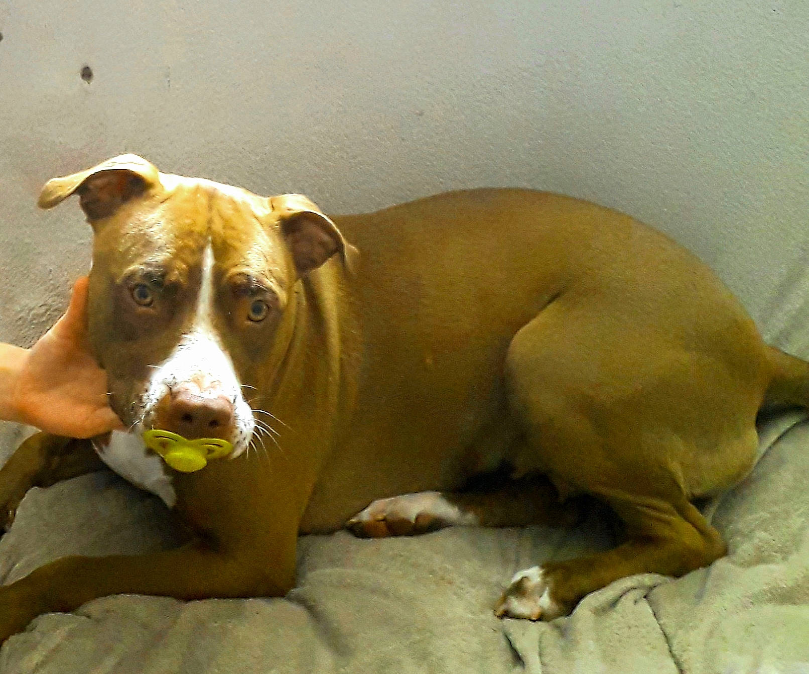 Dayla a rejoint le concours — aidez-le/la à gagner de superbes lots ! american_pit_bull_terrier, american_staffordshire_terrier, canidae, carnivore, companion_dog, dog, dog_breed, ear, fawn, mammal, non_sporting_group, pit_bull, snout, vertebrate, whiskers