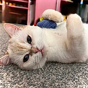 Opal joined the competition — help win amazing prizes! cat, fluffy, blue_eyes, carpet, indoor, toy, relaxed, close_up, cute, pet, whiskers, paw, feline, animal, playful, lying_down, soft, domestic, cozy, curious