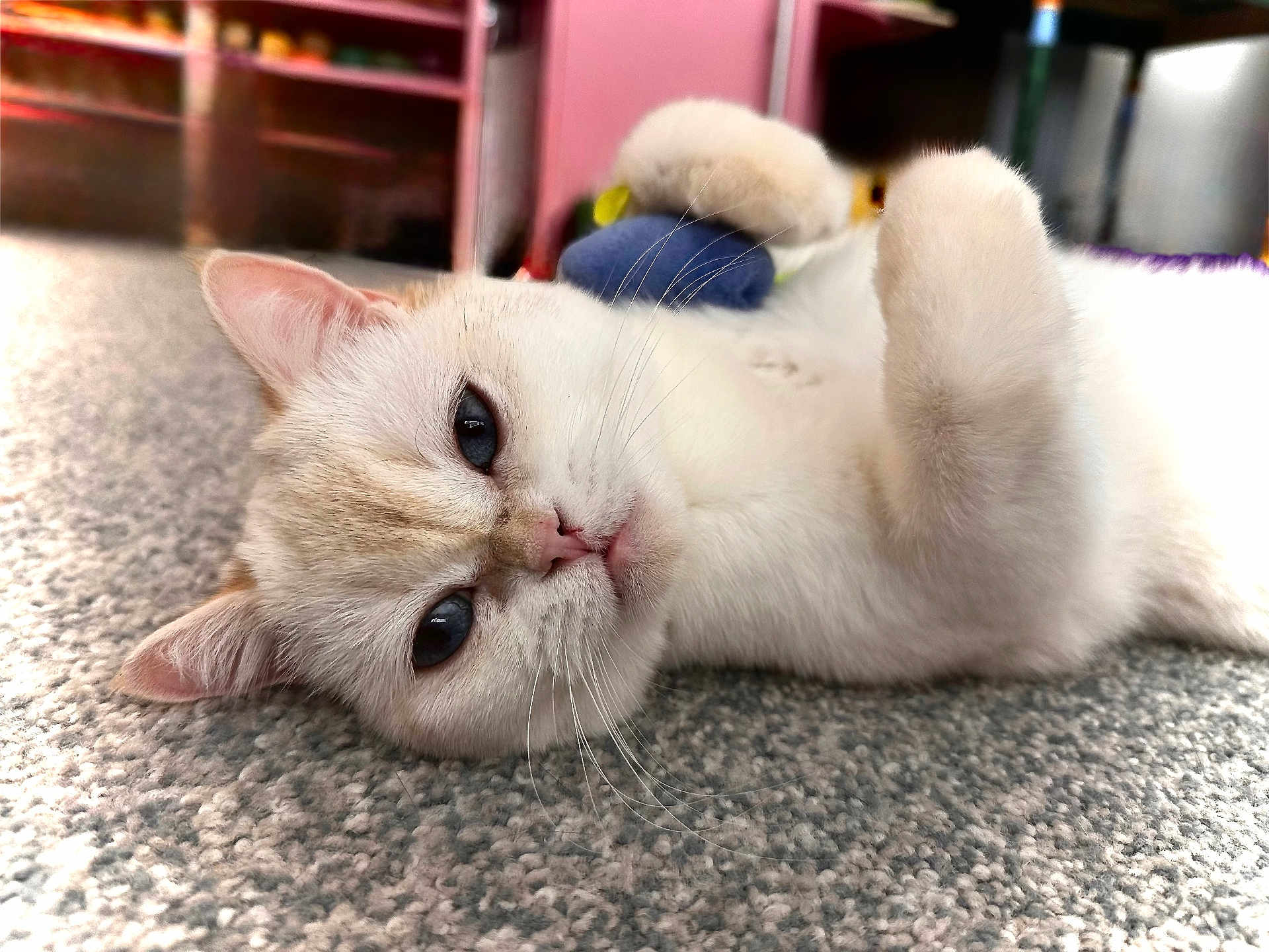 Opal joined the competition — help win amazing prizes! cat, fluffy, blue_eyes, carpet, indoor, toy, relaxed, close_up, cute, pet, whiskers, paw, feline, animal, playful, lying_down, soft, domestic, cozy, curious