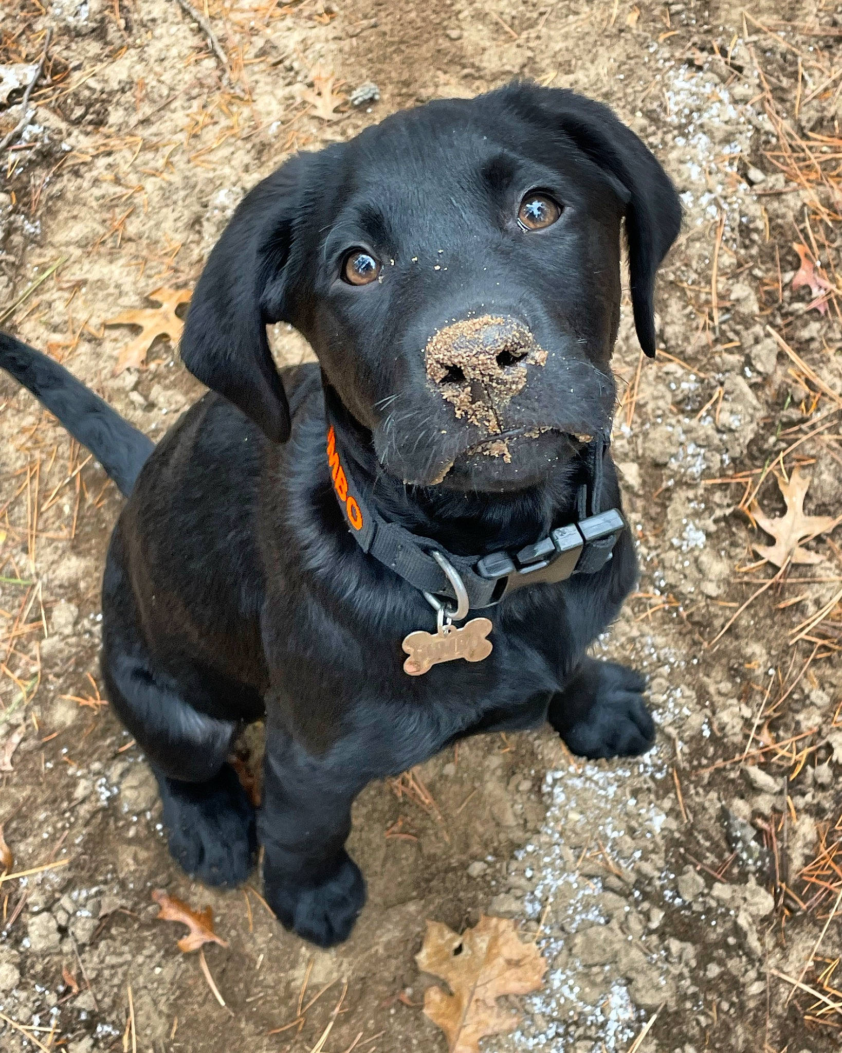 Gumbo joined the competition — help win amazing prizes! adventure, borador, canidae, carnivore, collar, companion_dog, dog, dog_breed, dog_collar, electric_blue, fawn, gun_dog, leash, liver, personal_protective_equipment, pet_supply, snout, sporting_group, whiskers, working_animal