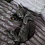 animal, blanket, cat, comfort, cozy, cute, domestic_cat, fur, gray_cat, indoors, kitten, nap, paw, pet, pillow, relaxing, resting, sleeping, soft_texture, tail