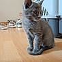 animal, curious, cute, domestic, ears, feline, floor, fur, gray_cat, indoor, kitten, pet, pet_carrier, shoes, sitting, small, tail, whiskers, wooden_floor, young_cat