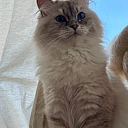 Yuna a rejoint le concours — aidez-le/la à gagner de superbes lots ! cat, fluffy, blue_eyes, portrait, indoor, curtain, sky, feline, pet, animal, soft_light, whiskers, ears, close_up, domestic_cat, sitting, fur, cute, majestic, calm