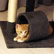 Basile a rejoint le concours — aidez-le/la à gagner de superbes lots ! cat, kitten, orange_cat, white_paws, pet, animal, feline, cat_tree, scratching_post, pet_furniture, indoor, home, floor, carpet, tunnel, resting, lying_down, cute, portrait, tabby
