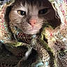 Puppy is registered to the contest to win money with this photo: cat, animal, pet, knitted_blanket, cozy, indoor, texture, face, fur, curious, resting, closeup, cute, warm, soft, portrait, colorful, knitwear, relaxed, feline