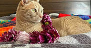 Puppy is registered to the contest to win money with this photo: cat, ginger_cat, flower_garland, purple_flowers, pink_flowers, blanket, cozy, textured_blanket, wooden_background, pet, animal, indoor, relaxed, feline, laying_down, soft_fur, closeup, domestic_cat, cute, peaceful