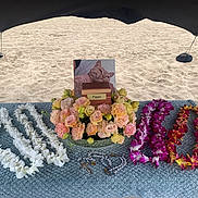 Puppy joined the competition — help win amazing prizes! cat_photo, memorial, flower_lei, beach, sand, blue_blanket, wooden_box, flowers, pink_flowers, yellow_flowers, purple_flowers, white_flowers, shade, outdoor, remembrance, pet_memorial, lei_garlands, tribute, nature, serene