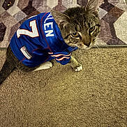 Dash is registered to the contest to win money with this photo: cat, tabby, pet, indoor, carpet, rug, sports_jersey, blue_jersey, number_7, allen, curious, whiskers, feline, animal, domestic_cat, looking_up, fur, ears, paws, home