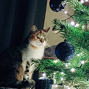 Lucy is registered to the contest to win money with this photo: animal, blue_ornaments, cat, celebration, christmas, christmas_ornaments, christmas_tree, cozy, decorations, feline, festive, gold_ornaments, green_tree, holiday_decor, indoor, pet, soft_lighting, tabby_cat, tree_branch, twinkling_lights