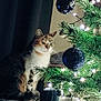 animal, blue_ornaments, cat, celebration, christmas, christmas_ornaments, christmas_tree, cozy, decorations, feline, festive, gold_ornaments, green_tree, holiday_decor, indoor, pet, soft_lighting, tabby_cat, tree_branch, twinkling_lights