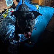 Jenna joined the competition — help win amazing prizes! dog, black_dog, bed, blue_bedspread, wooden_wall, indoor, tongue_out, pet, animal, cozy_room, furniture, blanket, playful, canine, happy, eyes, fur, tongue, dog_face, home