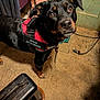 Jenna joined the competition — help win amazing prizes! dog, pet, black_dog, harness, indoor, curious, carpet, blanket, heater, floor, animal, mammal, canine, looking_up, collar, brown_eyes, ears, tail, fur, domestic