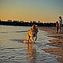Vaya a rejoint le concours — aidez-le/la à gagner de superbes lots ! dog, beach, water, sunset, sand, running, animal, outdoor, shore, reflection, people, sky, nature, sunlight, playful, fur, waves, silhouette, horizon, evening
