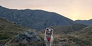 Vaya a rejoint le concours — aidez-le/la à gagner de superbes lots ! dog, hiking, mountains, rocky_terrain, sunset, outdoor, nature, animal, canine, red_harness, grass, scenic, landscape, adventure, pet, wild, fur, sky, hill, exploration