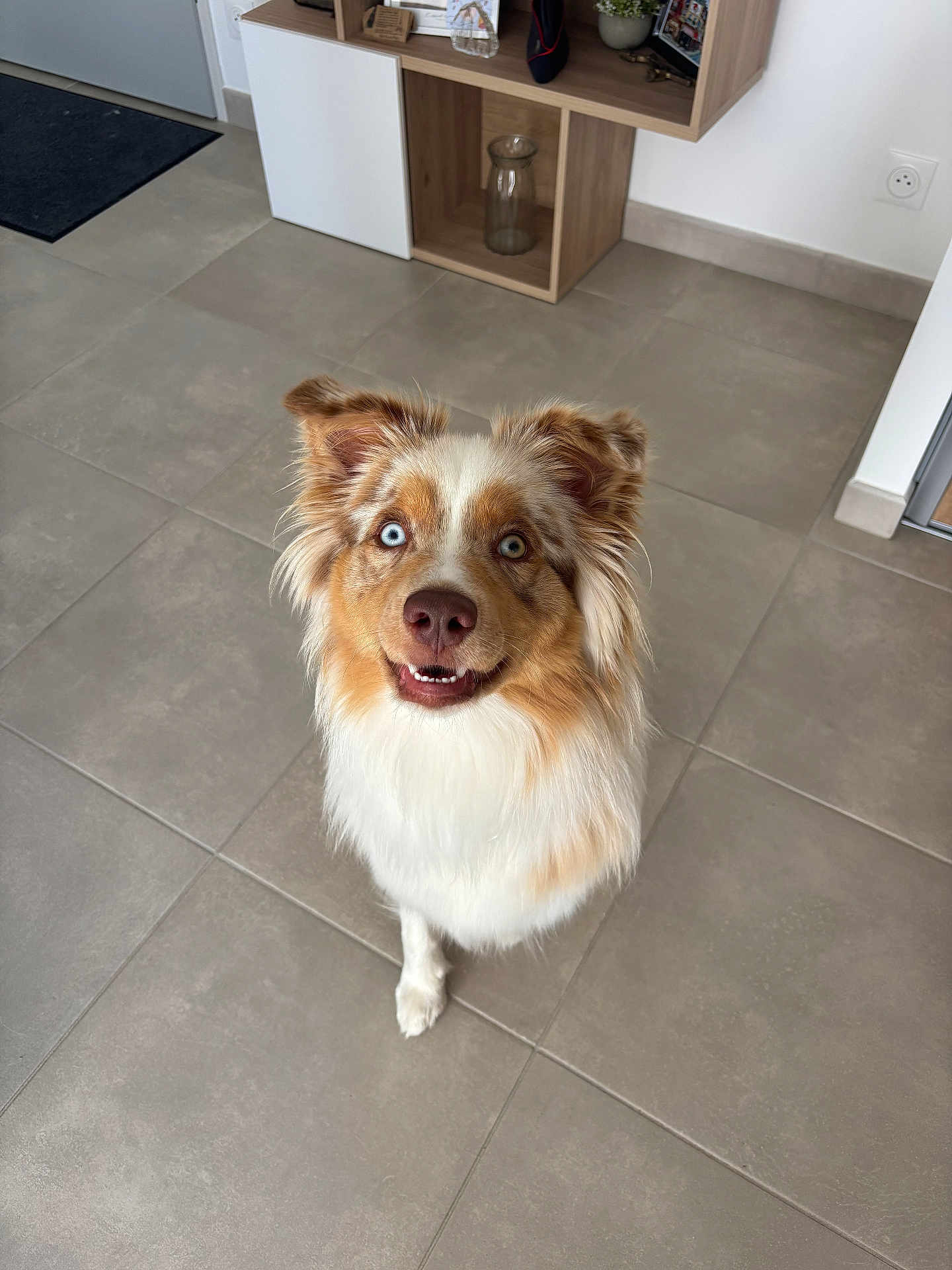 Vaya a rejoint le concours — aidez-le/la à gagner de superbes lots ! dog, australian_shepherd, blue_eyes, heterochromia, pet, indoor, tile_floor, looking_up, fur, ears, nose, mouth, happy, animal, canine, house, shelf, glass_vase, door, wall_socket