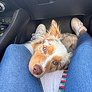 Vaya participe au concours pour gagner de l'argent avec cette photo : dog, canine, blue_eyes, brown_eyes, jeans, person, car_interior, floor_mat, footwear, sneakers, lap, resting, pet, animal, fur, seat, casual, companion, close_up, relaxation