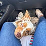 dog, canine, blue_eyes, brown_eyes, jeans, person, car_interior, floor_mat, footwear, sneakers, lap, resting, pet, animal, fur, seat, casual, companion, close_up, relaxation