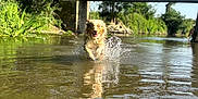 Vaya a rejoint le concours — aidez-le/la à gagner de superbes lots ! animal, bridge, canine, daytime, dog, greenery, happy, landscape, nature, outdoor, playing, reflection, river, running, shallow_water, splashing, summer, sunlight, trees, water