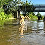 dog, water, river, splashing, bridge, trees, nature, outdoor, sunlight, happy, animal, playing, running, summer, greenery, shallow_water, daytime, reflection, landscape, canine