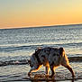 Vaya participe au concours pour gagner de l'argent avec cette photo : dog, beach, water, sunset, sea, animal, pet, fur, reflection, shore, outdoor, canine, sunlight, nature, wading, sky, waves, sand, horizon, evening
