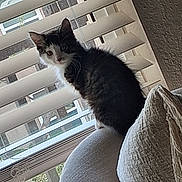 Jinx is registered to the contest to win money with this photo: cat, indoor, window, blinds, couch, furniture, pet, animal, curious, black_and_white, feline, cozy, domestic, sitting, looking, daylight, home, soft_texture, wall, relaxing