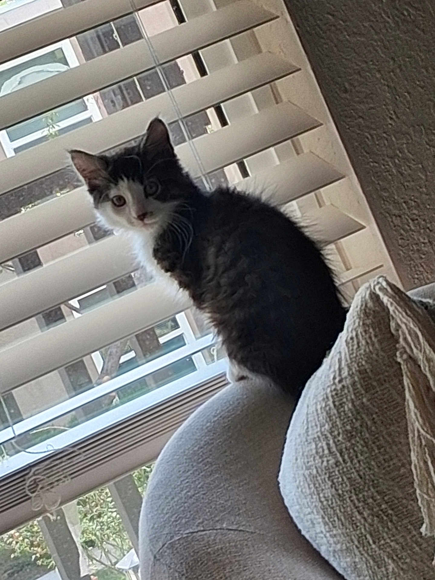 Jinx is registered to the contest to win money with this photo: cat, indoor, window, blinds, couch, furniture, pet, animal, curious, black_and_white, feline, cozy, domestic, sitting, looking, daylight, home, soft_texture, wall, relaxing