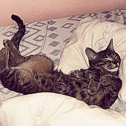 Willow joined the competition — help win amazing prizes! cat, tabby, bed, blanket, sleeping, relaxed, fur, paws, cozy, indoor, pet, animal, cute, resting, domestic, feline, comfort, whiskers, tail, soft