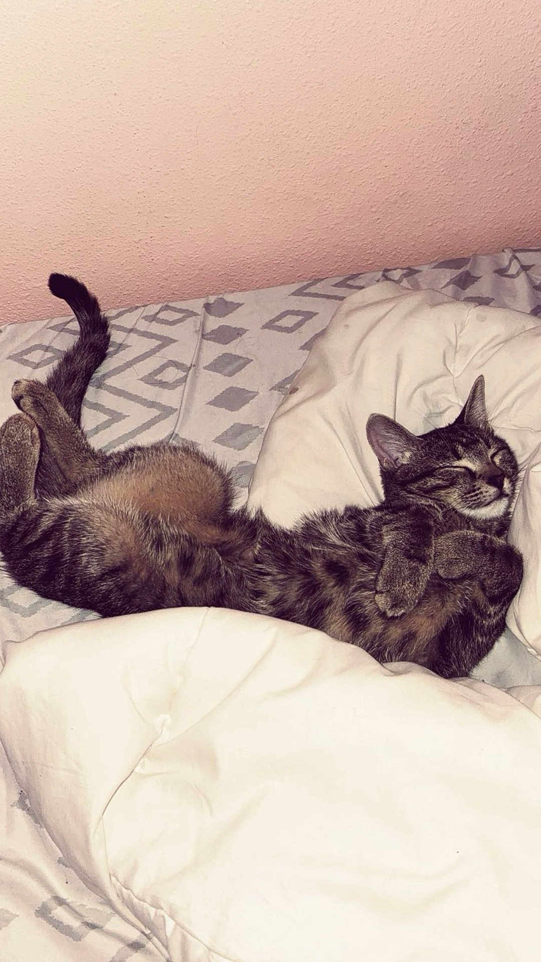 Willow joined the competition — help win amazing prizes! cat, tabby, bed, blanket, sleeping, relaxed, fur, paws, cozy, indoor, pet, animal, cute, resting, domestic, feline, comfort, whiskers, tail, soft