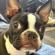 Baxter is registered to the contest to win money with this photo: dog, boston_terrier, pet, close_up, indoor, ears, curious_eyes, black_and_white, animal, face, whiskers, snout, fur, paw, couch, crate, home, canine, companion, portrait