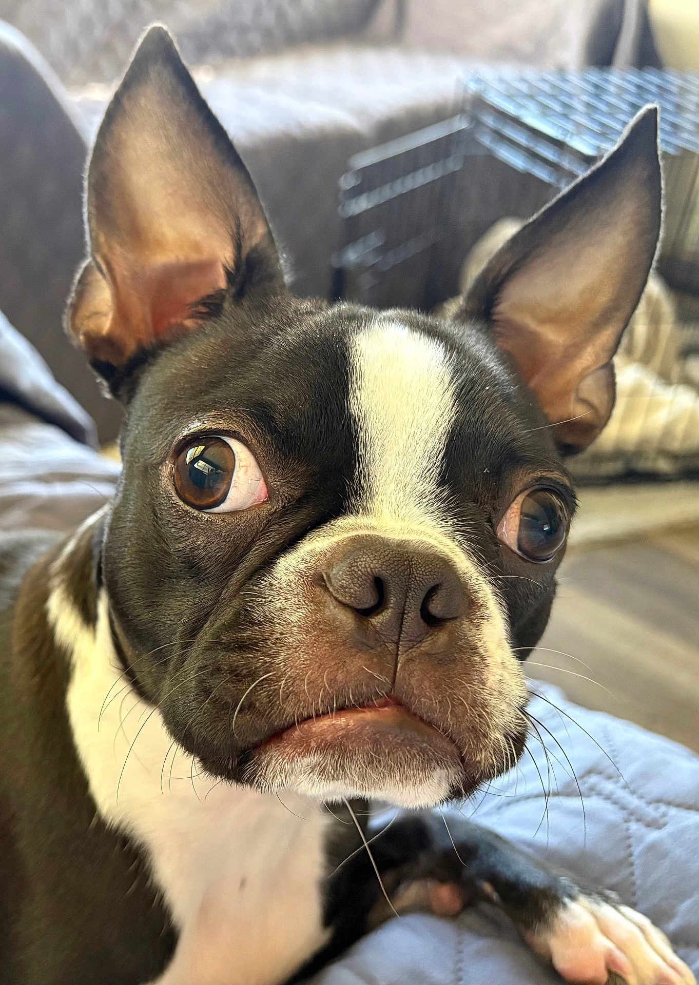 Baxter