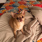 Stewart joined the competition — help win amazing prizes! animal, bed, blanket, canine, chihuahua, colorful_bedspread, comforter, cozy, curious, cute, dog, domestic_animal, ears, fur, indoor, looking_up, pet, resting, sleeping_area, small_dog