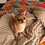 animal, bed, blanket, canine, chihuahua, colorful_bedspread, comforter, cozy, curious, cute, dog, domestic_animal, ears, fur, indoor, looking_up, pet, resting, sleeping_area, small_dog