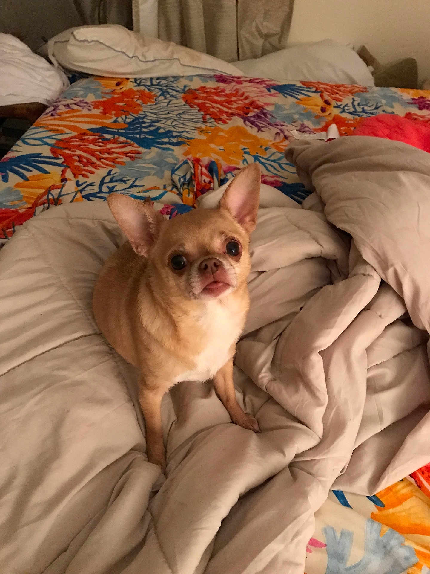 Stewart joined the competition — help win amazing prizes! animal, bed, blanket, canine, chihuahua, colorful_bedspread, comforter, cozy, curious, cute, dog, domestic_animal, ears, fur, indoor, looking_up, pet, resting, sleeping_area, small_dog