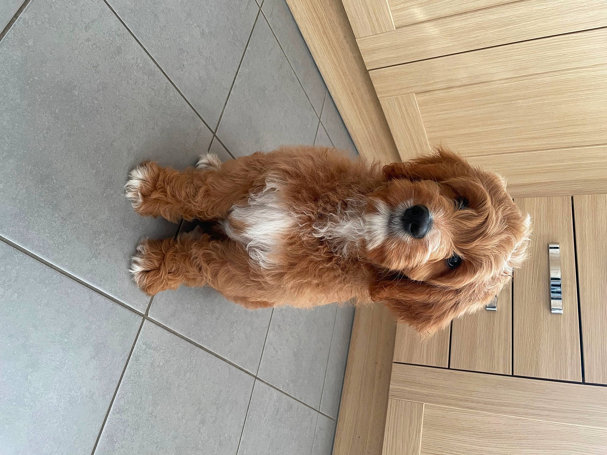 Dudley joined the competition — help win amazing prizes! canidae, carnivore, companion_dog, dog, dog_breed, door, fawn, fur, hardwood, leash, liver, paw, retriever, rope_rhythmic_gymnastics, snout, spaniel, tail, toy_dog, wood, working_animal