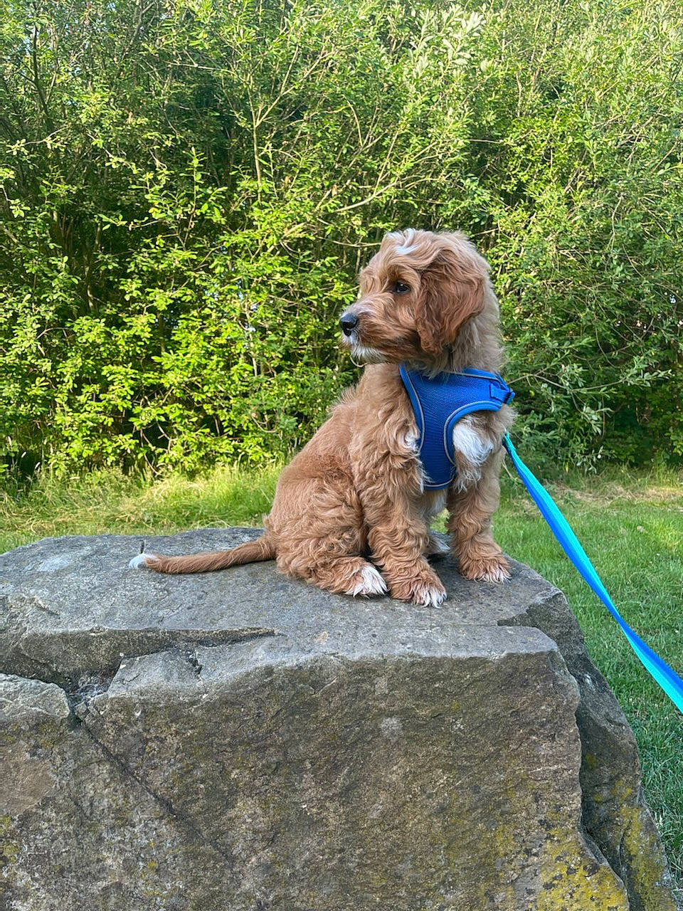 Dudley is registered to the contest to win money with this photo: art, canidae, carnivore, companion_dog, dog, dog_breed, dog_collar, fawn, grass, gun_dog, hunting_dog, liver, pet_supply, plant, poodle, rock, shrub, sporting_group, water_dog, working_animal